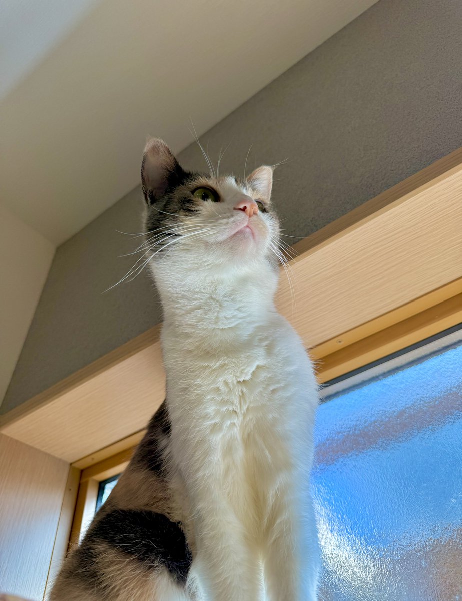 むぎ、今日も銀河系イチかわいい