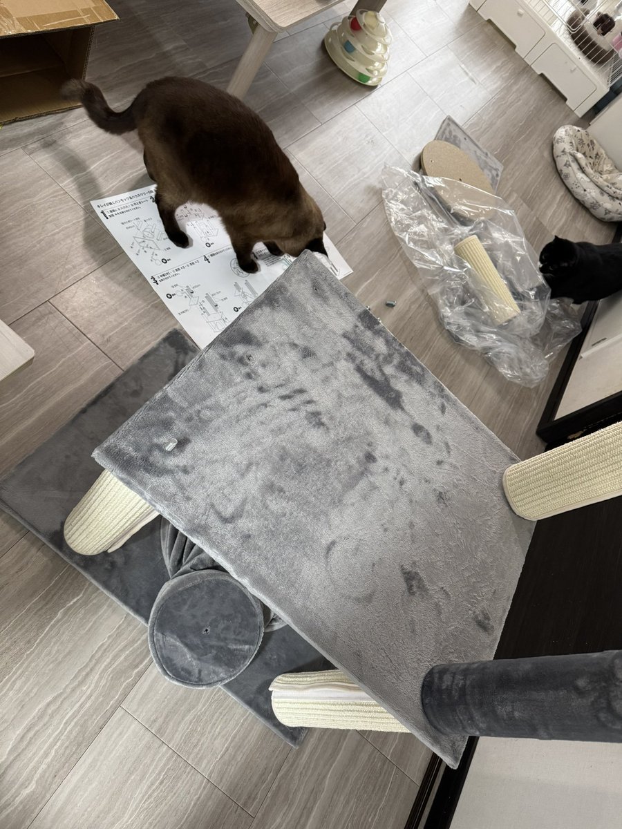 にゃんねこ25匹の猫生活 (@22nekosan) / Posts / X