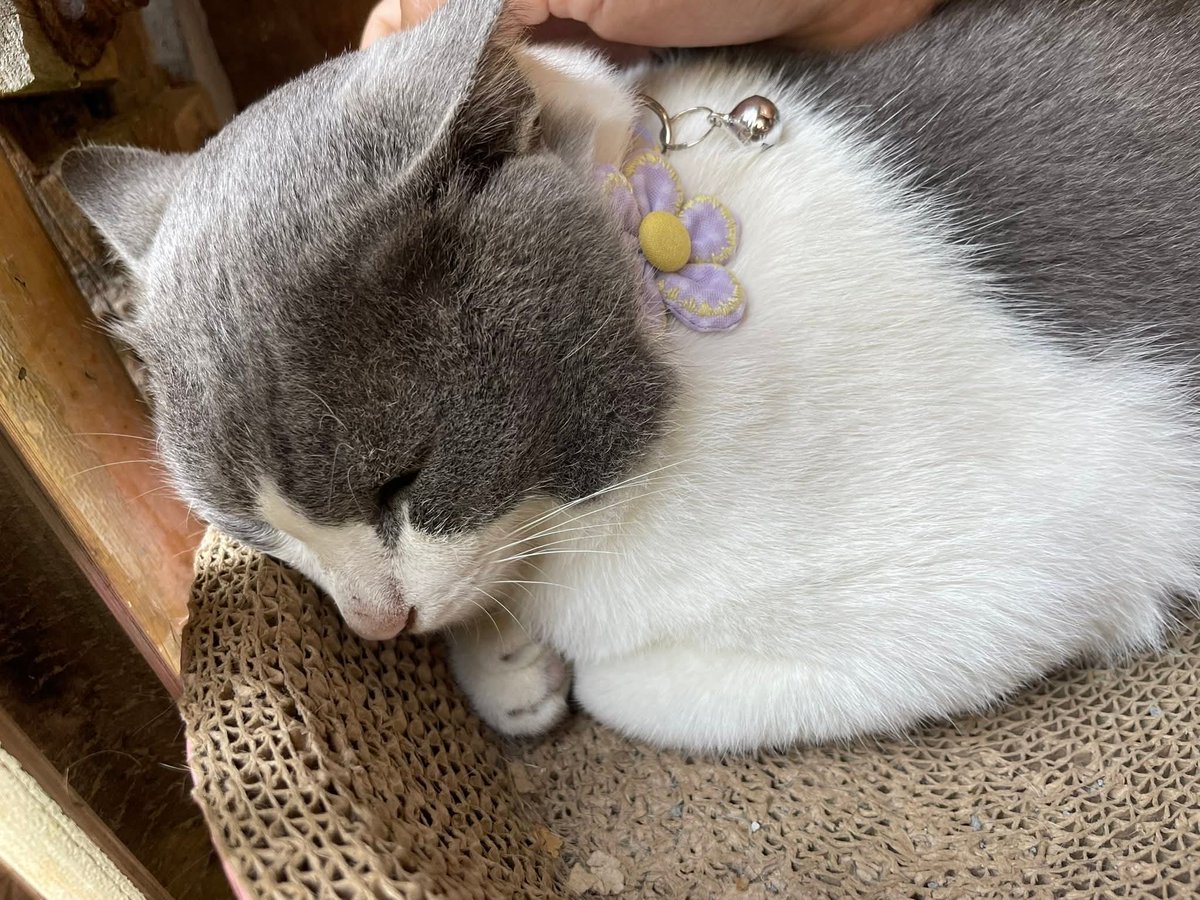 goodforsoul16's tweet image. น้องวอแวแมวจรแถวร้านน้องแพรว ไม่เคยจับได้จนกระทั่งวันนึงป่วยหนัก ฉี่ไม่ออกต้องไปสวนฉี่ที่คลินิค อาการดีขึ้นแล้ว ทำวัคซีนครบแล้ว ตอนนี้เลยโดนจับขังแบบหมูหลุมไปก่อนจนกว่าจะหายดีและทำหมันเสร็จ เป็นแมวจรที่อ้วงมาก กลายเป็นสมาชิกใหม่ของบ้านทรายแมวละ