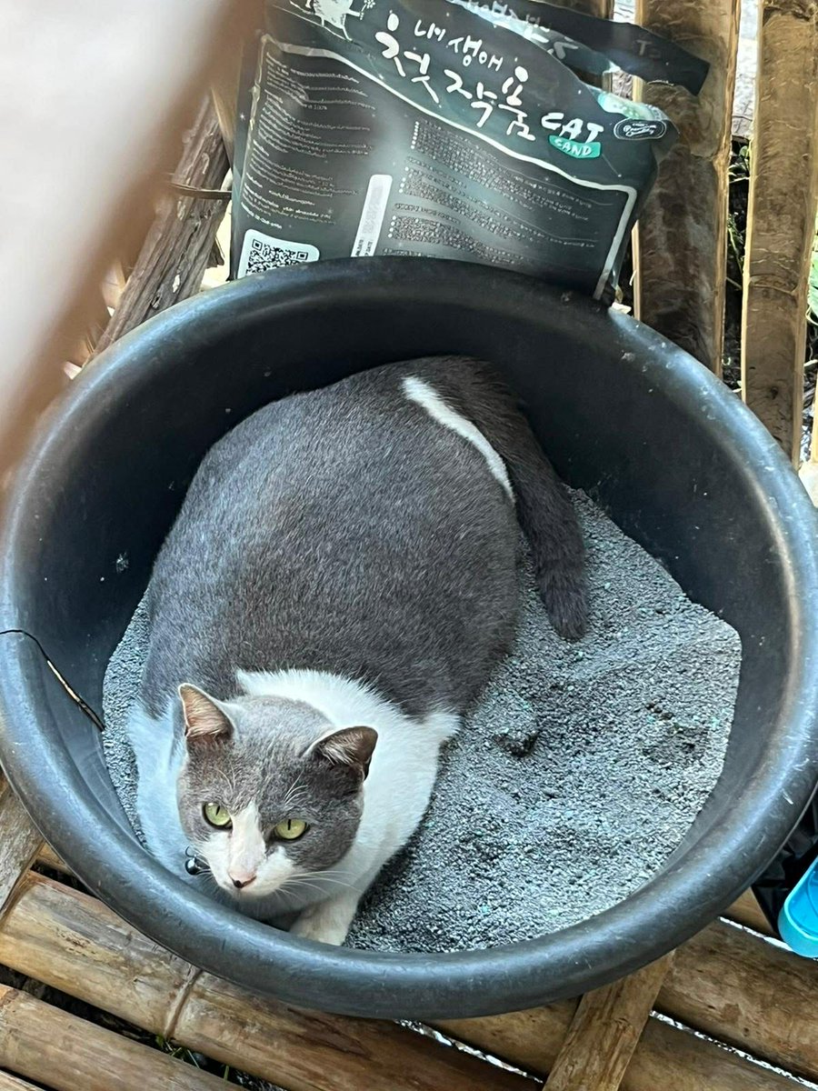 goodforsoul16's tweet image. น้องวอแวแมวจรแถวร้านน้องแพรว ไม่เคยจับได้จนกระทั่งวันนึงป่วยหนัก ฉี่ไม่ออกต้องไปสวนฉี่ที่คลินิค อาการดีขึ้นแล้ว ทำวัคซีนครบแล้ว ตอนนี้เลยโดนจับขังแบบหมูหลุมไปก่อนจนกว่าจะหายดีและทำหมันเสร็จ เป็นแมวจรที่อ้วงมาก กลายเป็นสมาชิกใหม่ของบ้านทรายแมวละ