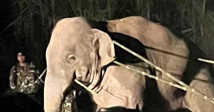 ขอให้ความเจ็บปวด ความกลัว ทั้งหมดที่น้องรู้สึกก่อนตาย ตามหลอกหลอนผู้ที่มีส่วนทำกับน้องทั้งยามลืมตาและหลับตา ขอให้พวกมันทรมานกว่าน้องเป็นร้อยเท่าพันเท่า

#สีดอหูพับ #หูพับต้องไม่ตายฟรี
#ช้างป่า #สัตว์ป่า