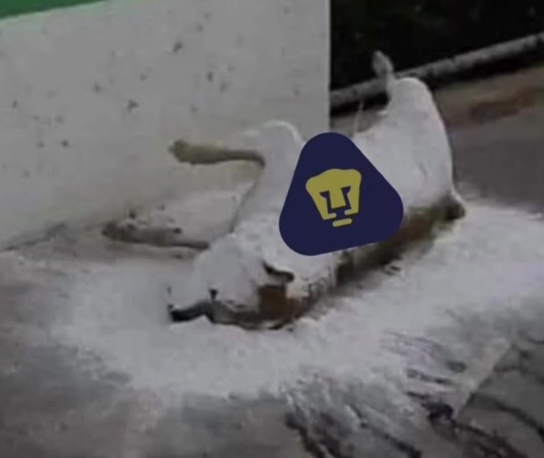 nefis_aa's tweet photo. Jajajajajaja. 

#DePUMASnadieseBurla 
#Pumas https://t.co/i3PZbVe8lb