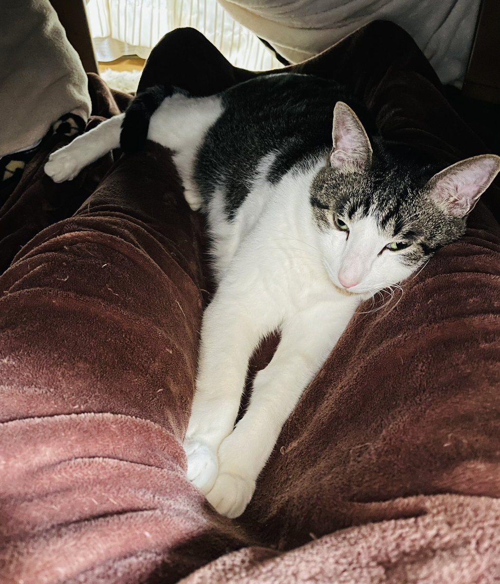 でーちゃんはいつも通り魔界コタツで足の間に挟まってまったり