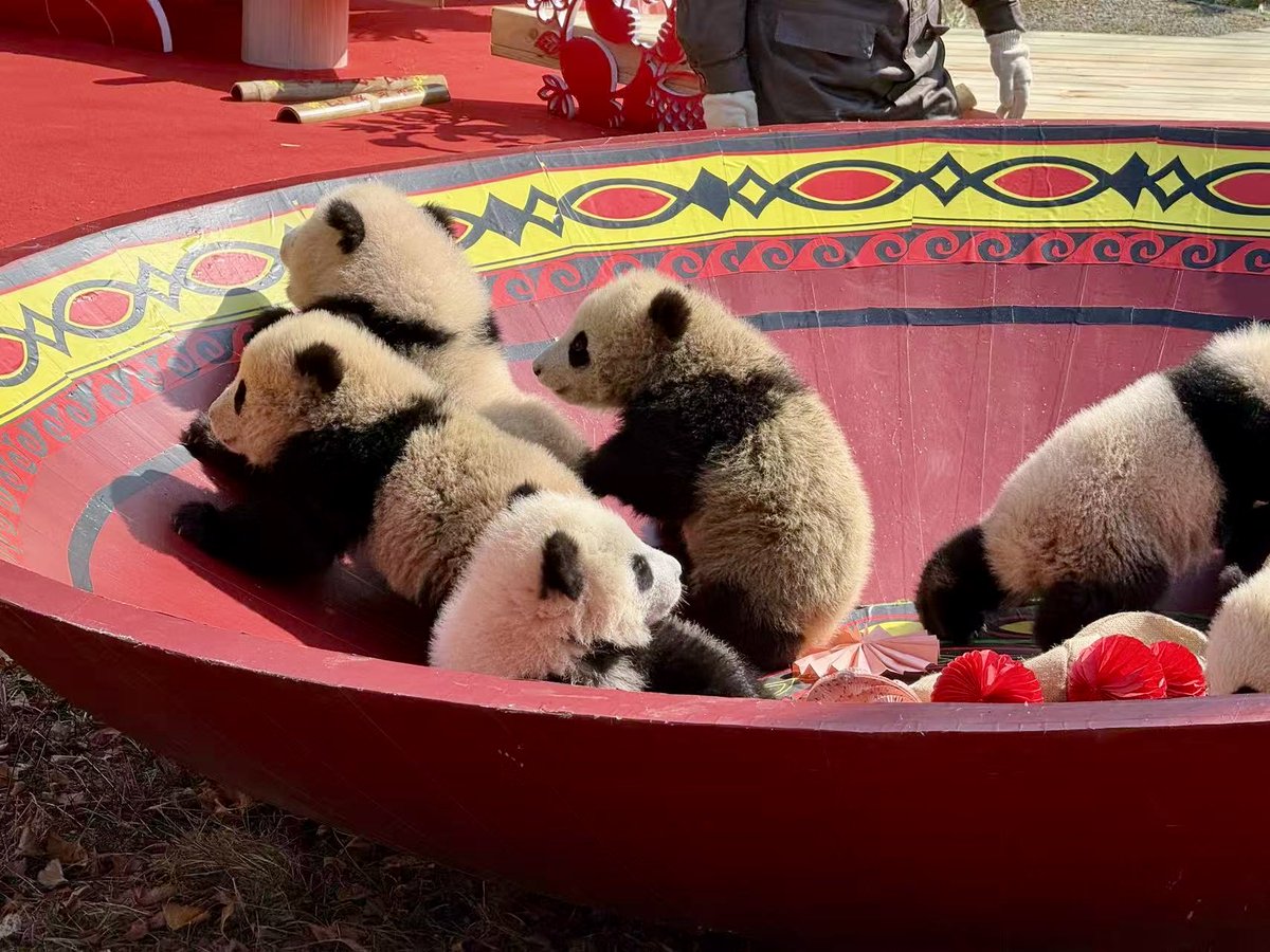 子どもたちみんなが個性豊かで
とても尊く可愛らしいですね🐼🥰

引き続き子どもたちの写真をお楽しみください📷