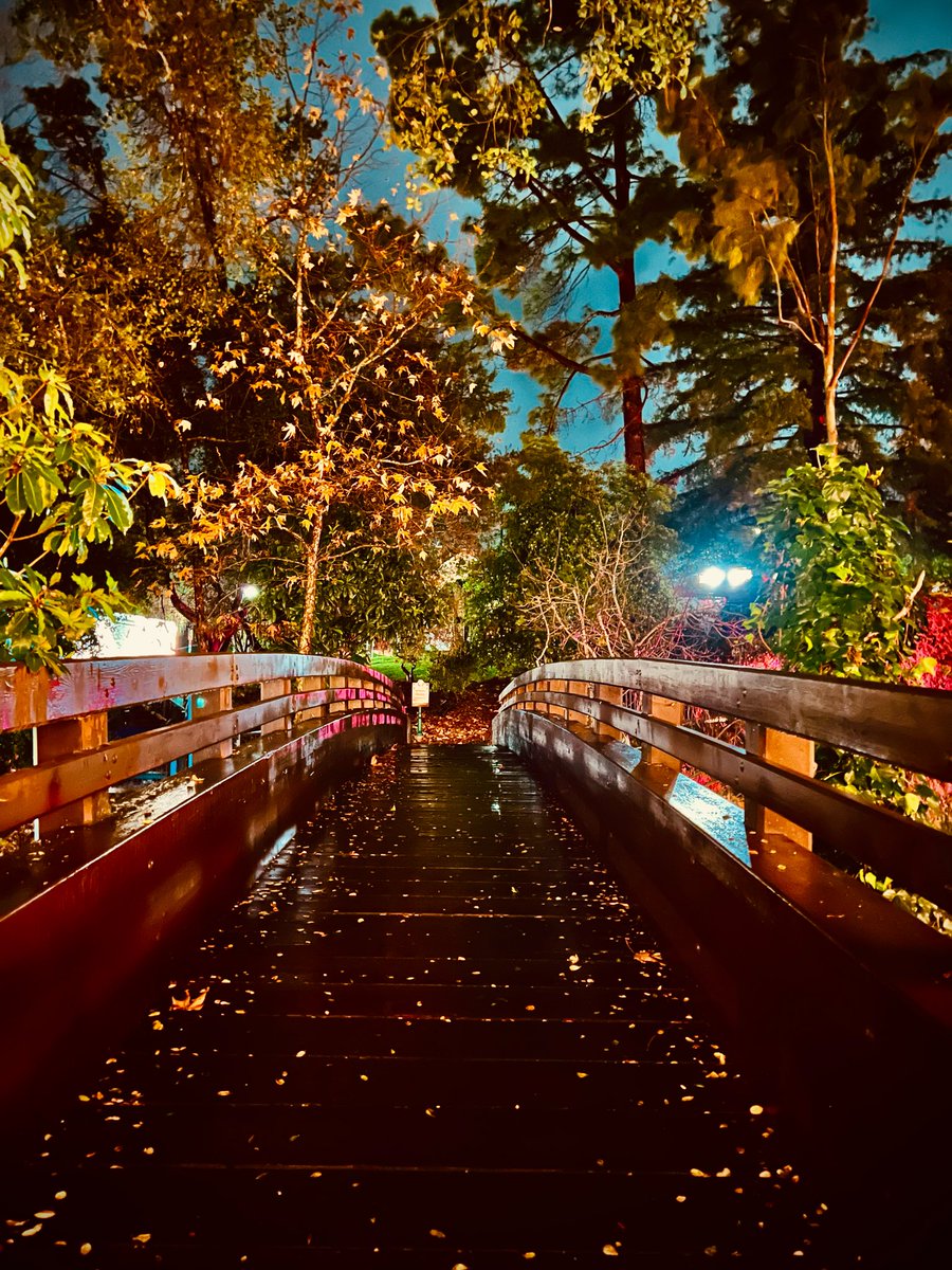 WildDevice's tweet image. A walk over the bridge 

#photography