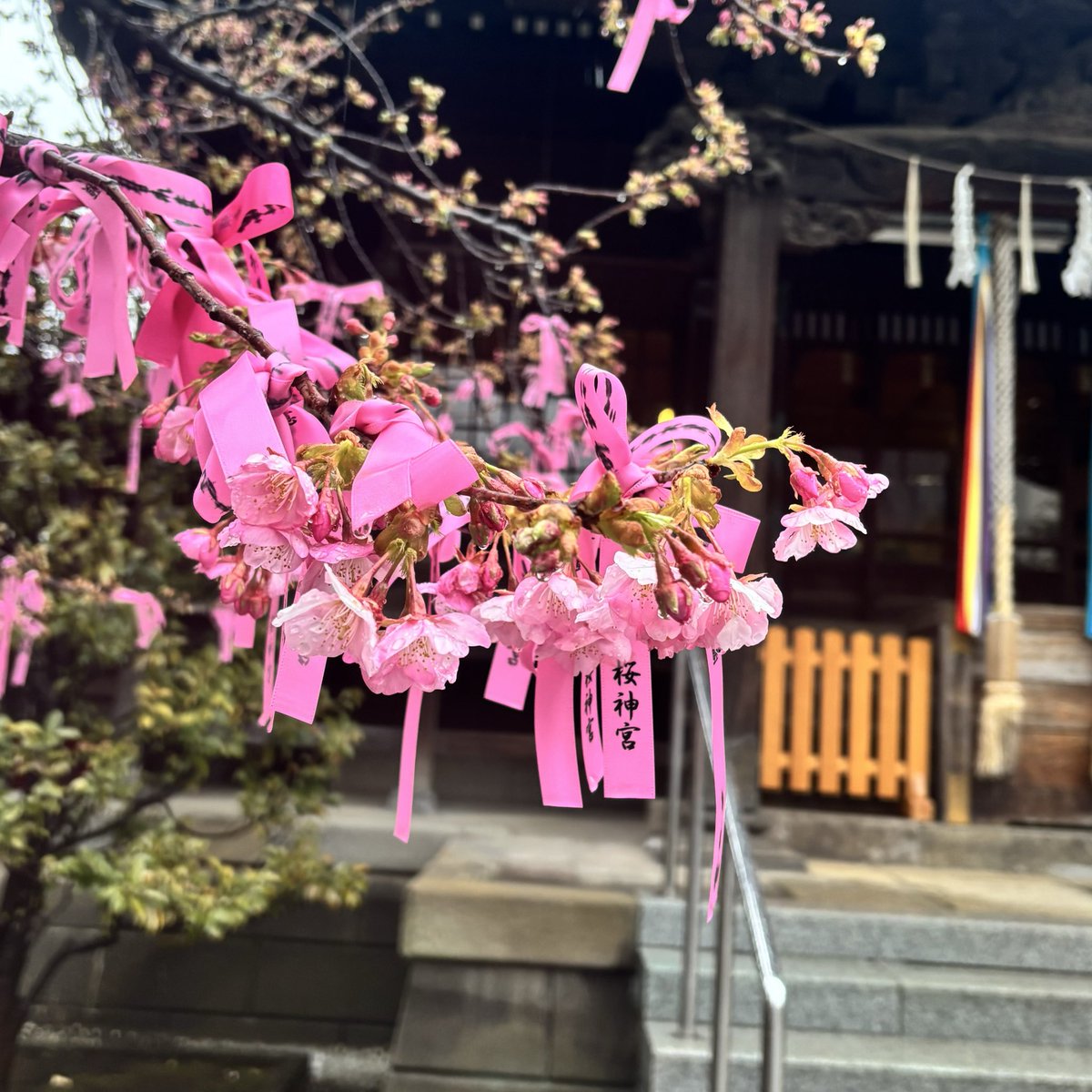 桜神宮【公式】 (@Sakurajingu) / Posts / X