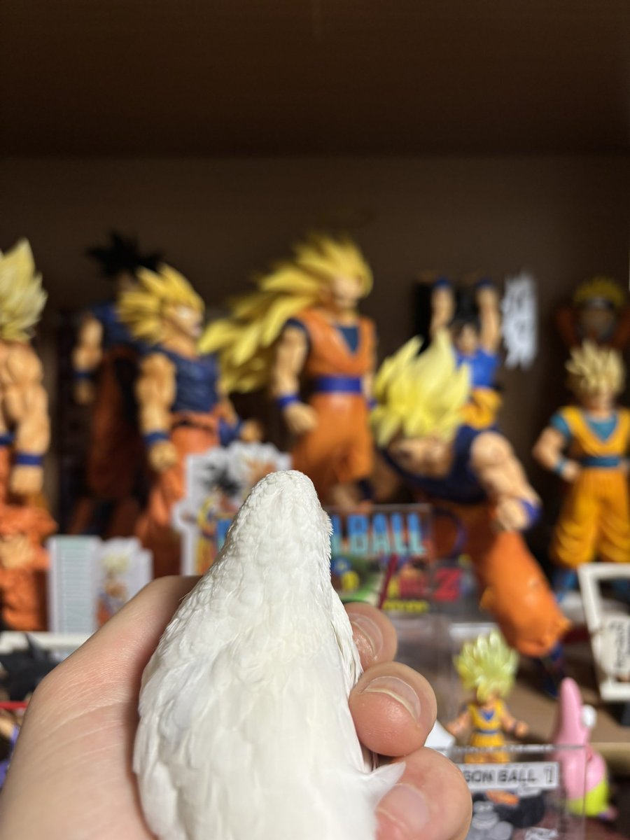 ポポチョロ🐦💨 (@1b4fc39ec9e04d3) / Posts / X