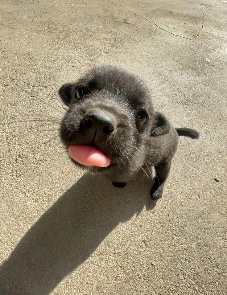 You have 24 hours to say hello to puppie or you'll have a bad february