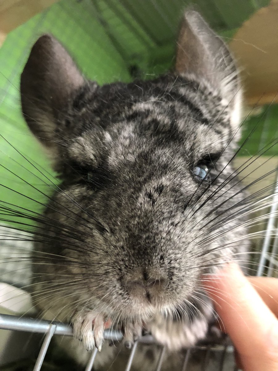 本日13:00よりオープンしております！
・30分コース
・70分コース
・100分コース
こちらのコースでご案内が可能です✨

お待ちしております♪

#池袋 #動物カフェ #アニマルカフェ #小動物 #爬虫類 #ふくろう #smallzoo