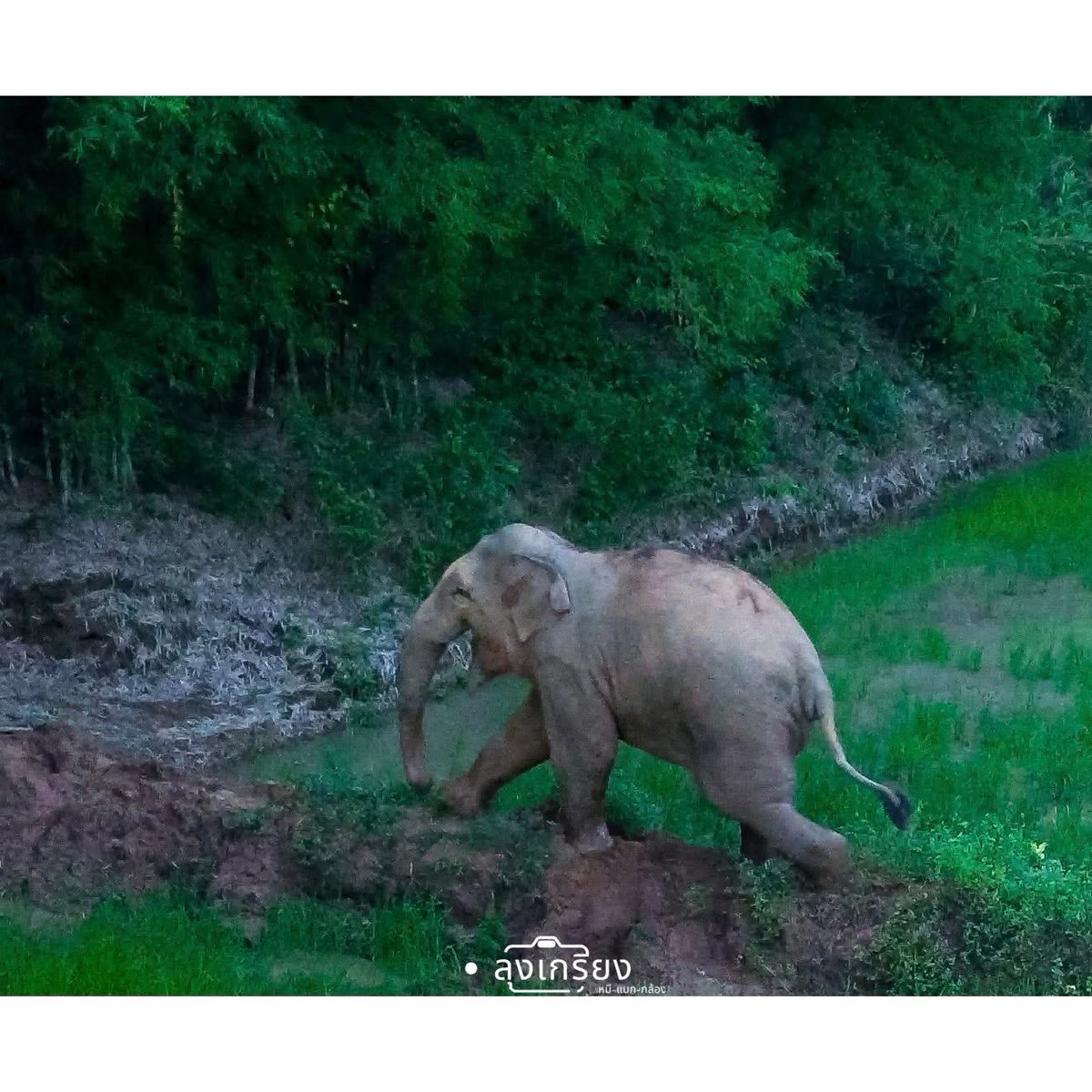 judreamll's tweet image. ขอให้หูพับเป็นช้างตัวสุดท้ายที่ต้องจากไปเพราะฝีมือมนุษย์เถอะค่ะ  หาทางออกที่ดีกว่าการย้ายช้างไปขังเถอะ กราบขอร้องงงงง

กรมอุทยานแห่งชาติ สัตว์ป่า และพันธุ์พืช