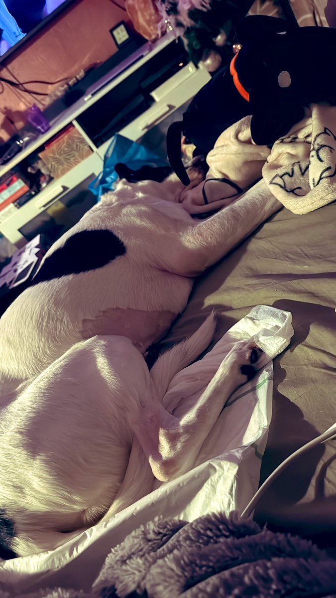 Daan ღ tweet media