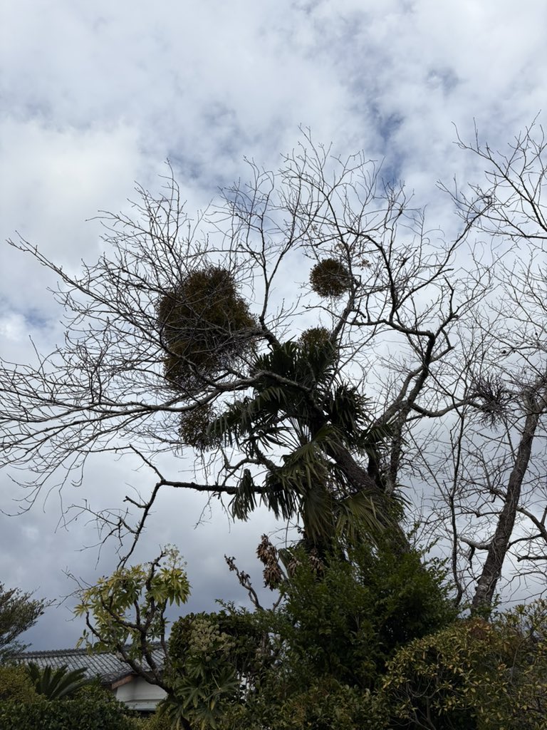 Post by ztanuki on X: ヤドリギ。