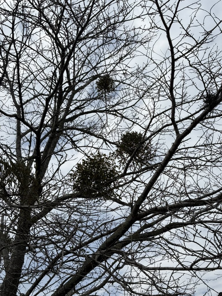 Post by ztanuki on X: ヤドリギ。