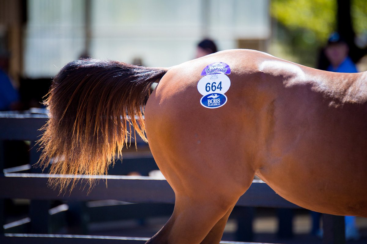 StableConnect tweet media