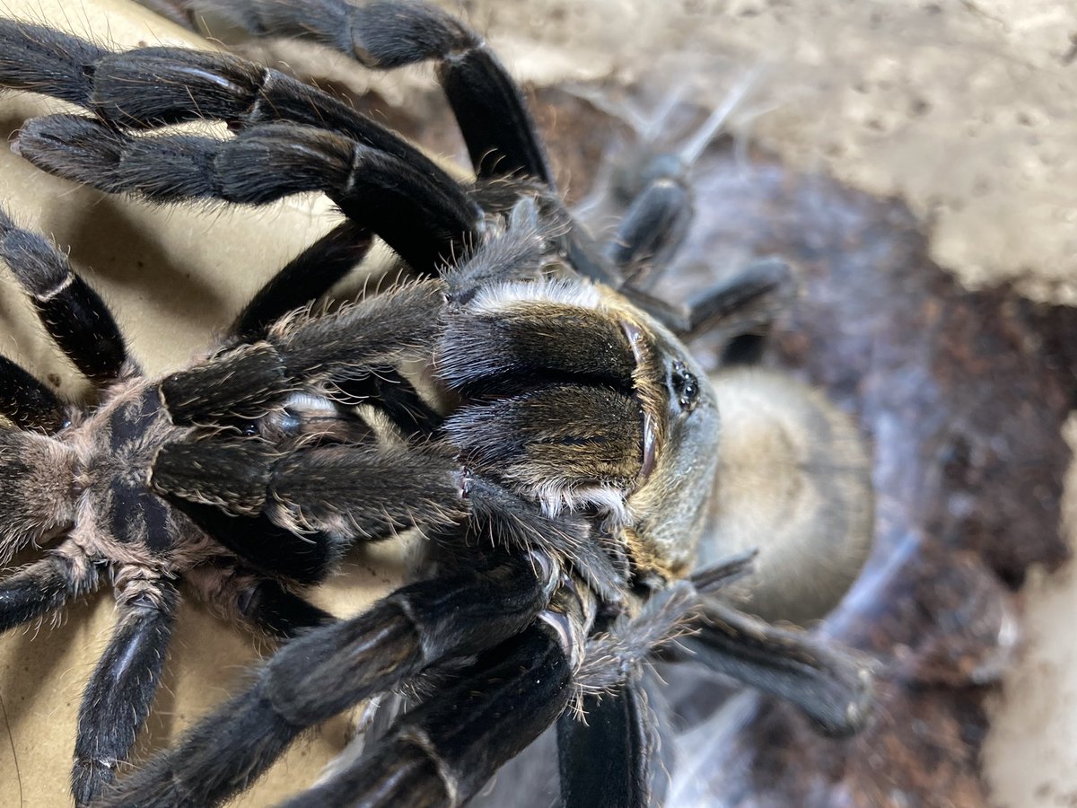 さっちゃん🐛🦂🕷 (@BugsLife3939) / Posts / X