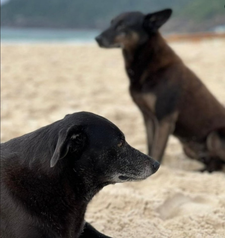 -Infelizmente a pretinha, companheira do Orelha partiu 🥺 
-A Record informou que ela e o Orelha saíram juntos em direção à praia no momento de crime, mas só ela voltou. Ela viu tudo. 
-O veterinário disse que ela ficou muito abatida, triste, desanimada, não queria comer, e se