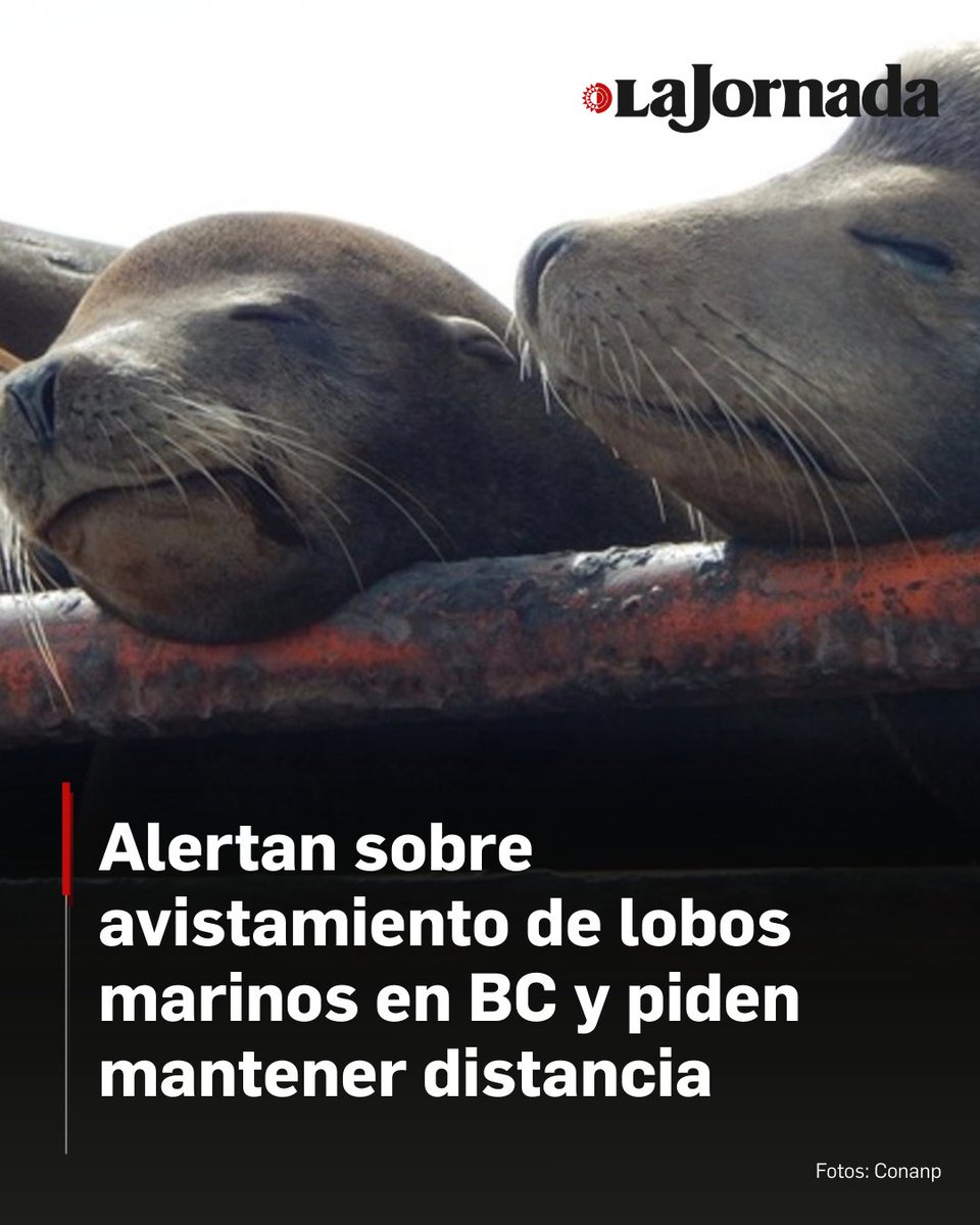 Ante el avistamiento de los lobos marinos de California, la Comisión Nacional de Áreas Naturales Protegidas (Conanp), señaló que esta especie suele salir a las orillas de las playas por una necesidad biológica de descanso y termorregulación, y no necesariamente a que el animal