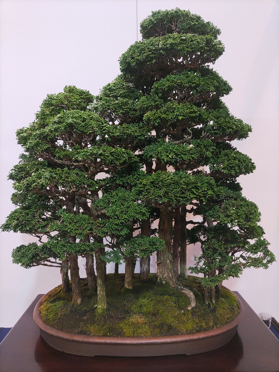 国風盆栽展、すごいな…