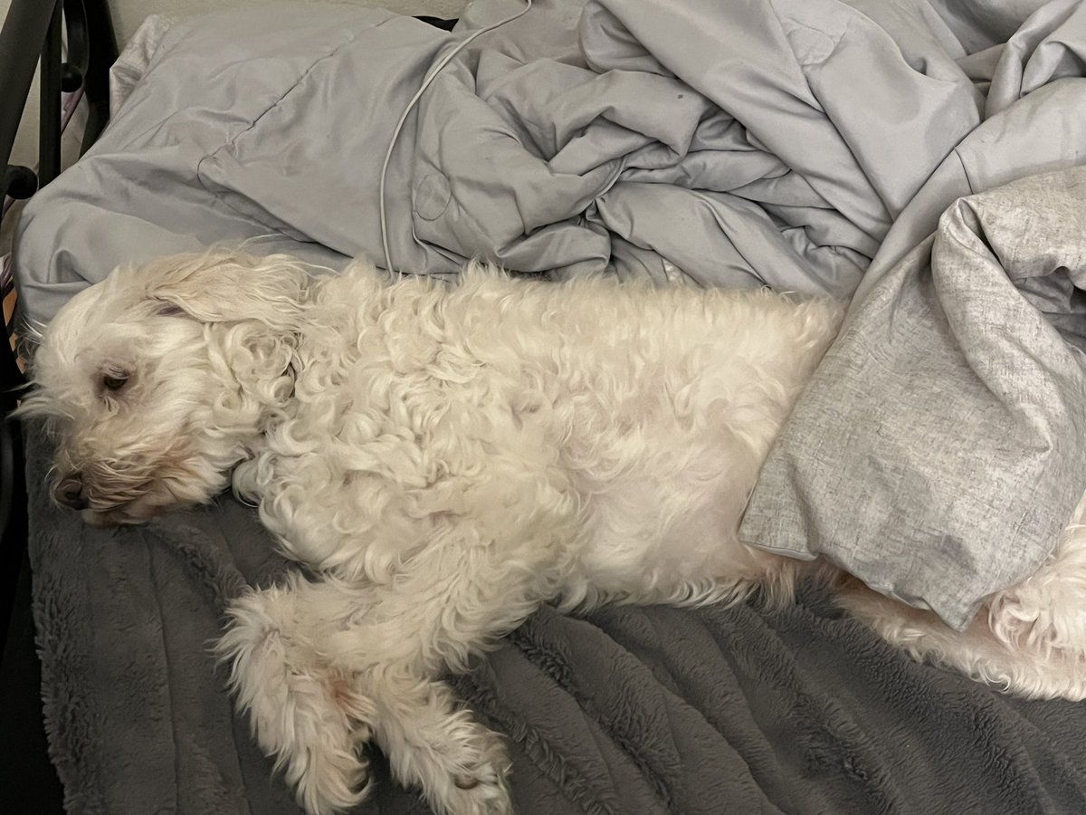 doginthegutter's tweet photo. https://t.co/2HvbvKeeAr