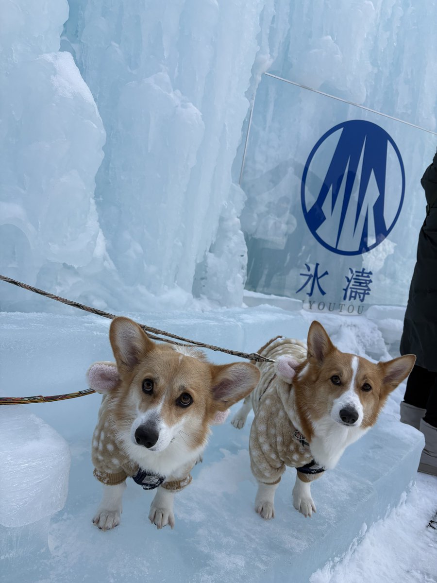 re0rune's tweet photo. さむかった
ルネが雪にごろごろすると周りから悲鳴があがってた
レオは限界まで足冷たくなるまで歩きまわったらしい https://t.co/83MUuNcirm