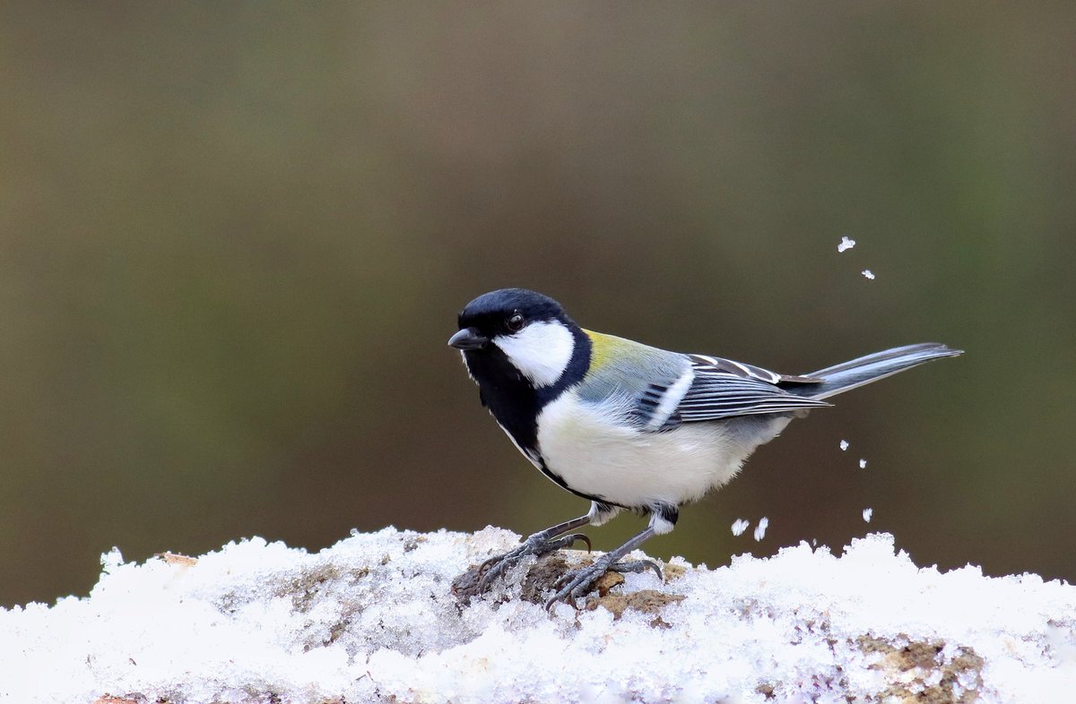 In winter, Hailing District in Taizhou comes alive with flocks of migratory birds. 🕊️
Improved ecology has turned the area into a winter haven for wildlife, with photographers capturing scenes that reflect the city’s growing harmony with nature.