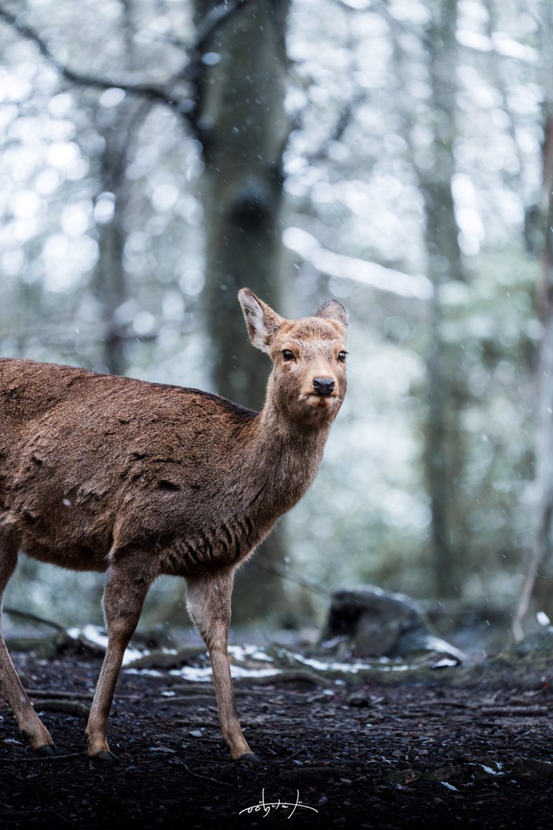 Kenji.H/鹿の人 (@kenji_shicamera) / Posts / X