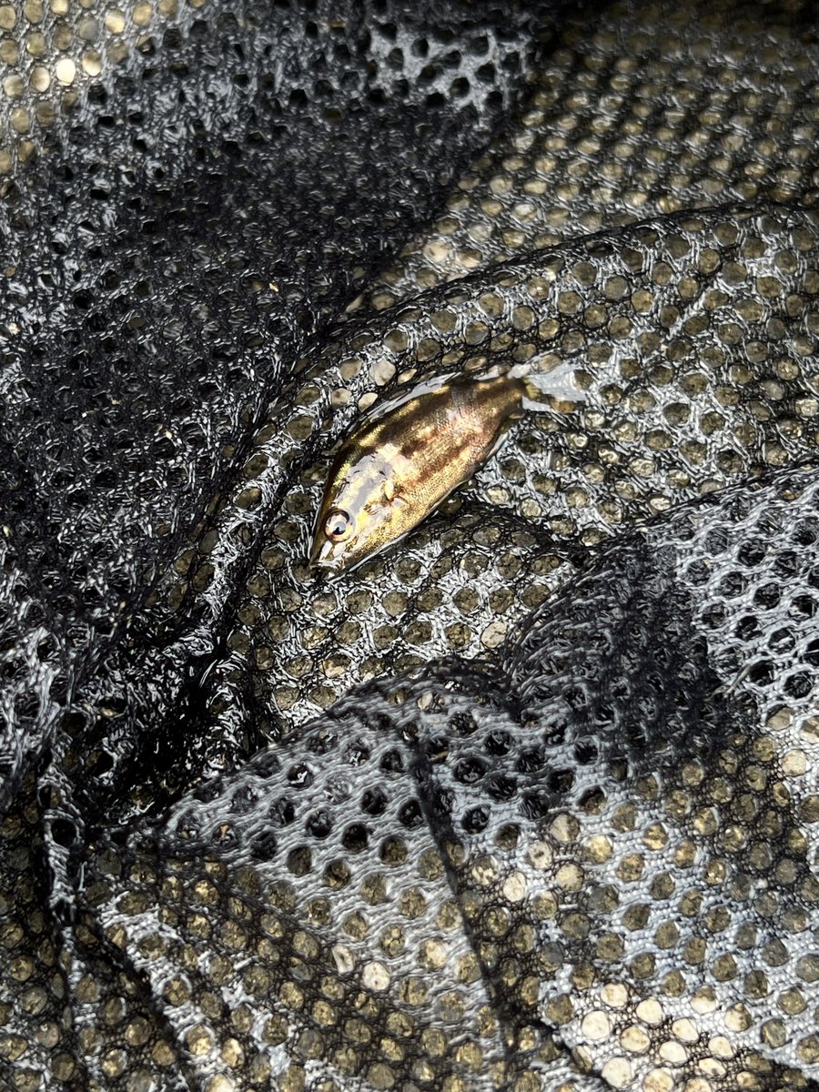 ダイソーで網買って萎えながらの一発目でまさかの本命シマイサキ！！！！
情緒ぐちゃぐちゃ、やったやった