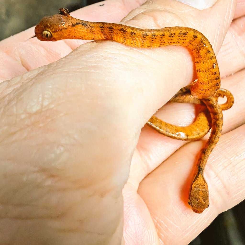 サザナミセダカヘビ・国内CH（Pareas carinatus）国内CH26/ベビー2匹