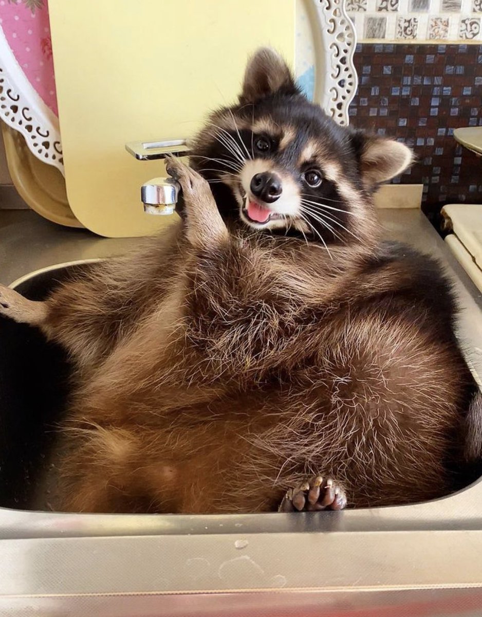 Raccoons Hourly (@raccoonhourly) on Twitter photo 