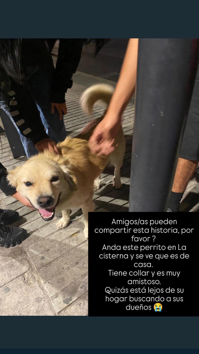 Me ayudan con un RT por favor ?

Hoy ví a este perrito cerca del intermodal de La Cisterna y al meter a sosafe hay tres reportes sobre el, quizás ni sea de la comuna y anda por ahí, pero se ve que es de casa y amistoso