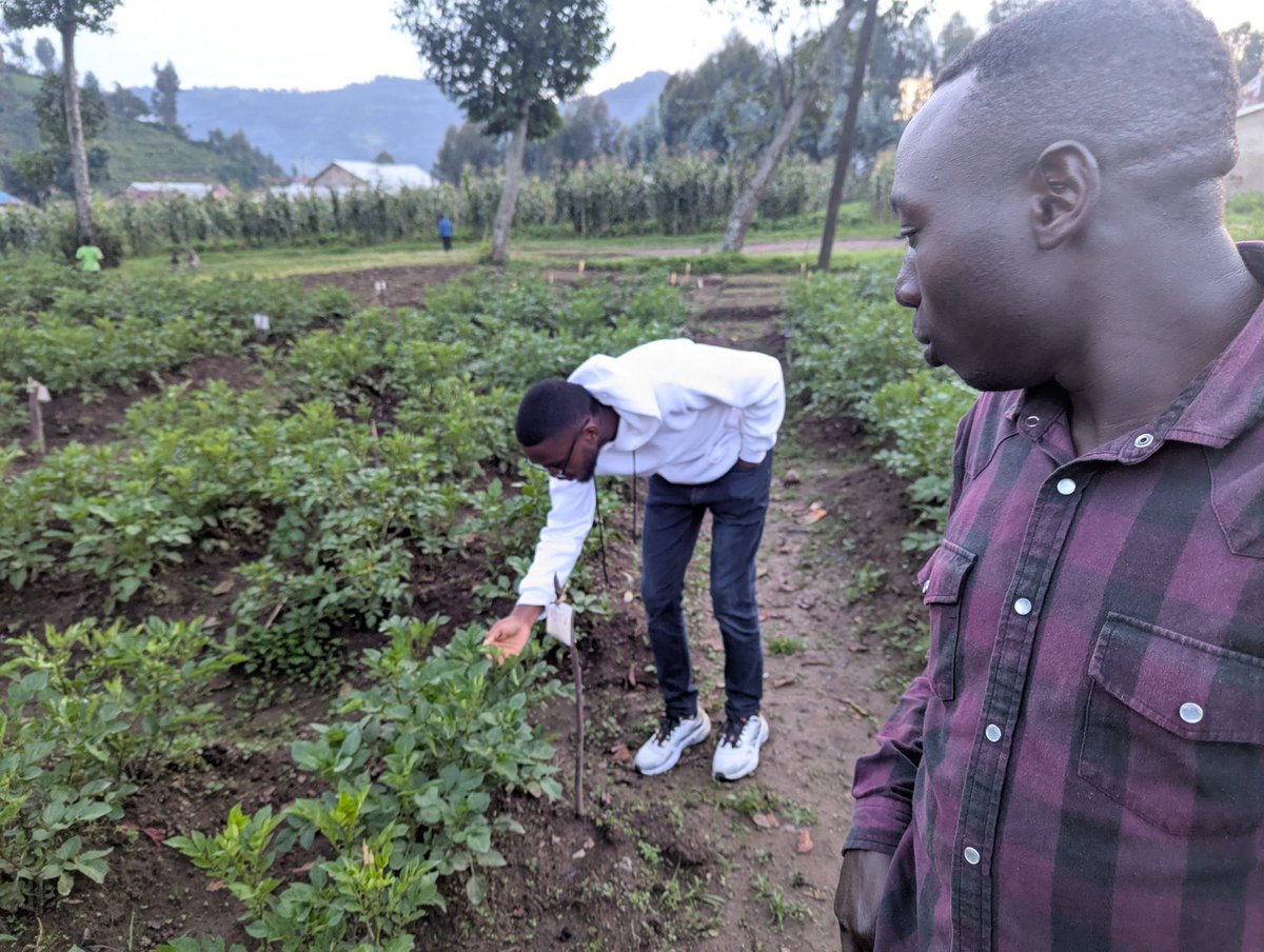 MANIRAFASHAAlb2's tweet photo. The inspection of the carrot farm was successfully completed. The carrots were found to be healthy, well-grown, and properly maintained. The farm showed good agricultural practices, including proper irrigation, weed control, and soil management.
#carrotsfarming
#Inspectation. https://t.co/fHUd9b8CoN