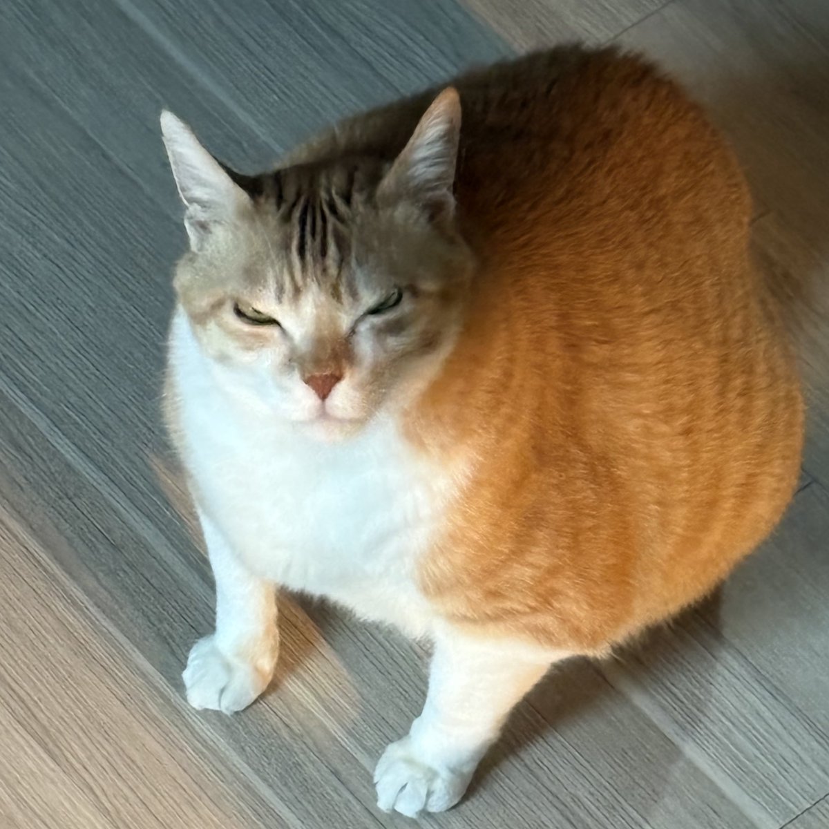 치즈돈까스 (@navi_mang) on Twitter photo 