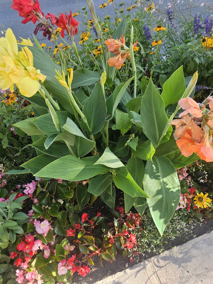 Günaydın arkadaşlar🐞🦋🍀☕️🙋‍♀️