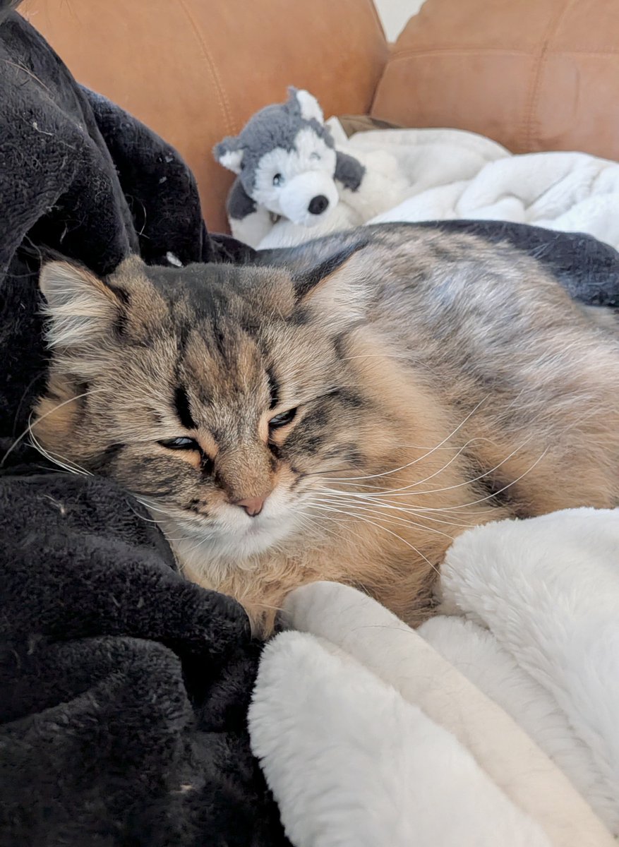 ヤマネコ (@ymnc_rf) / Posts / X