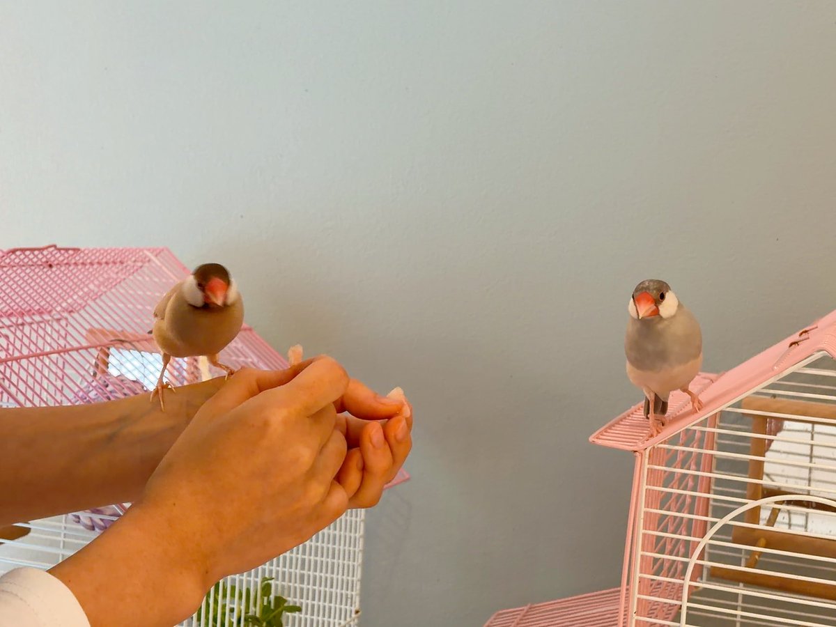 esutorizu's tweet image. 鳥生初めての🍓はまあまあ美味かったらしい