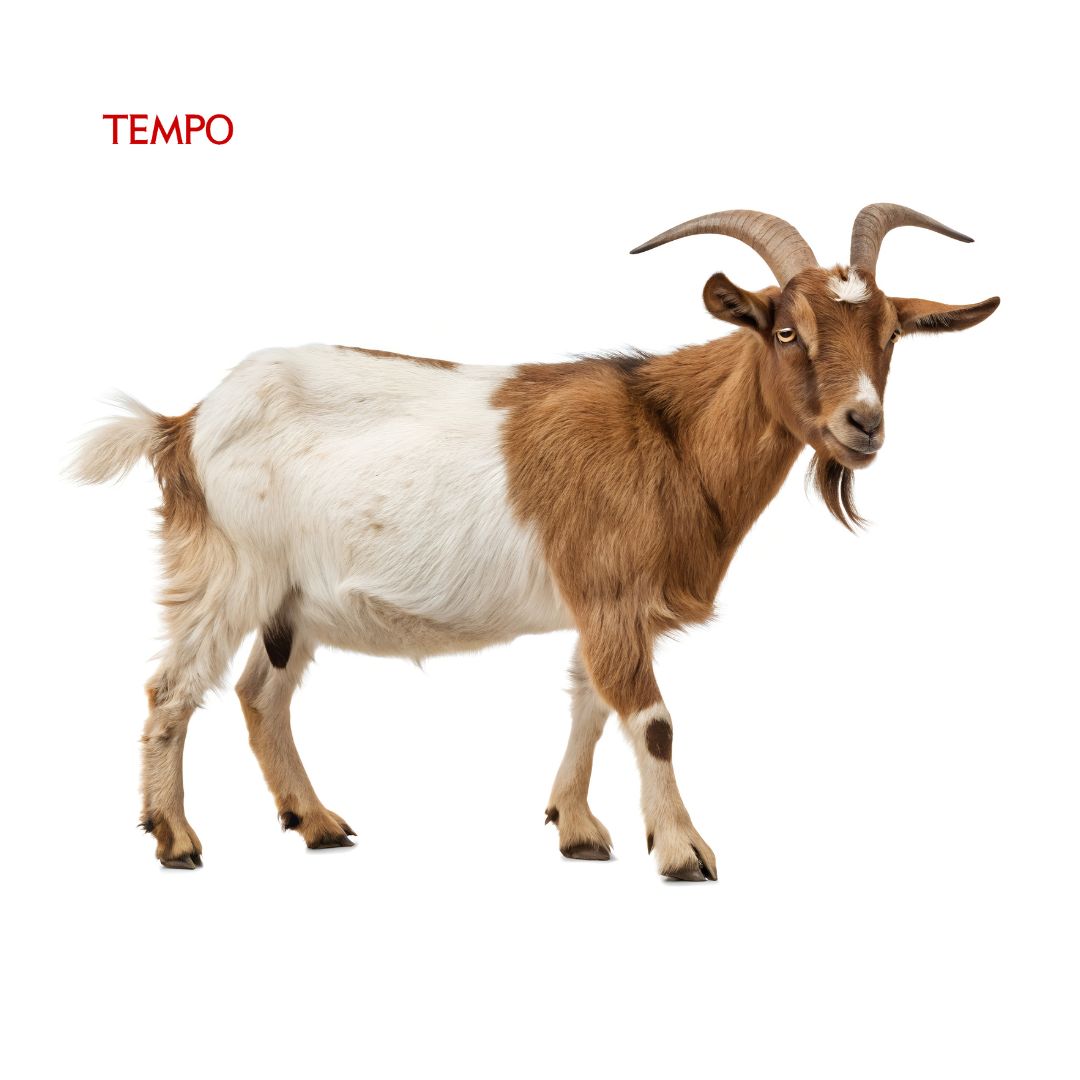 tempodotco's tweet image. Peserta PBI BPJS Nonaktif Jual Kambing demi Cuci Darah