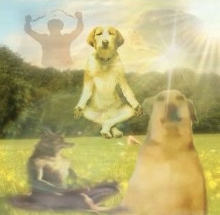 vicha🛡️ tweet media