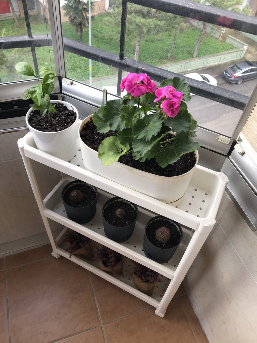 byh27's tweet photo. Eğer kısmetin de varsa zamanı
gelince hemen gerçekleşiyor.
Gönlünüzün güzelliği yollarınız
olsun. Günaydın 🌺🍀🙏☕️🧿 https://t.co/nGPtPcgu1y