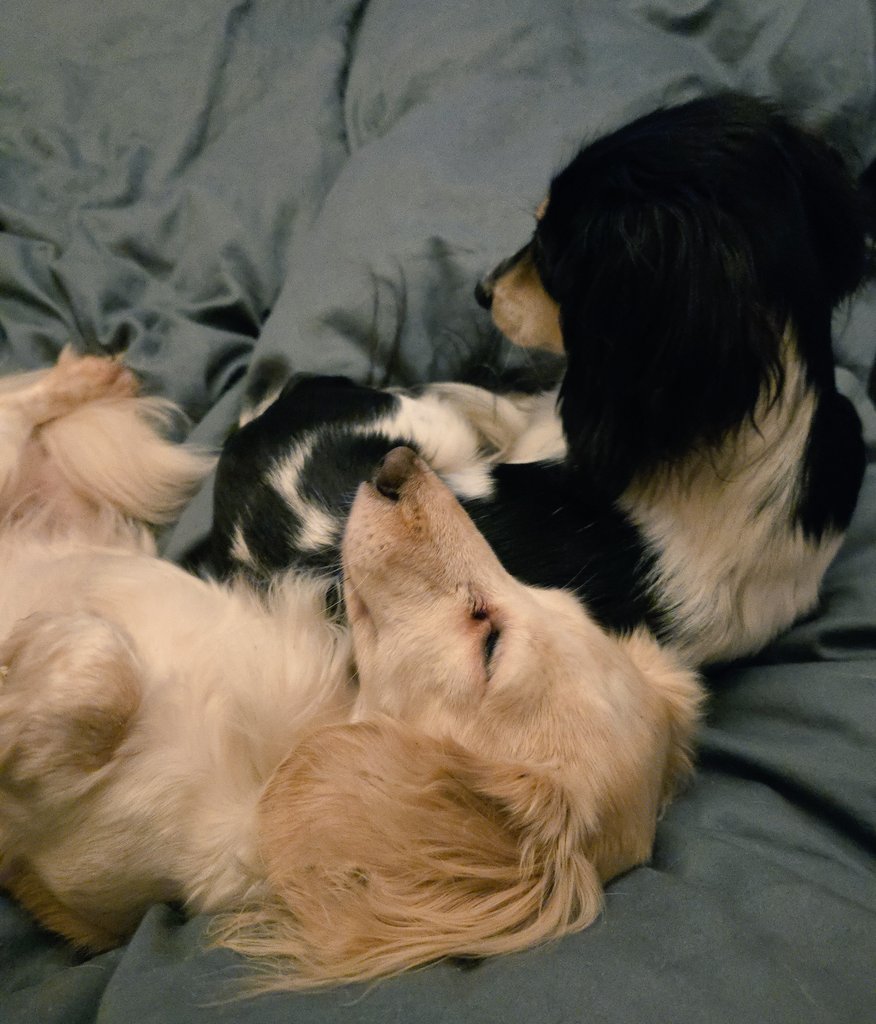 Zelda & Bandita tweet media