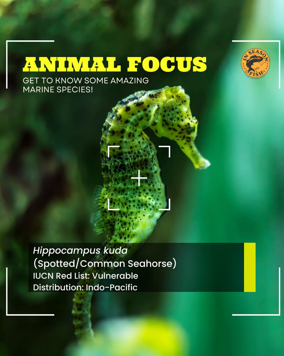 InSeason Fish tweet media