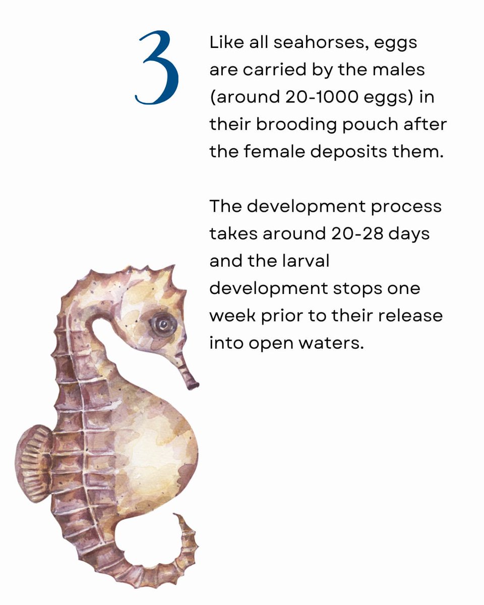 InSeason Fish tweet media