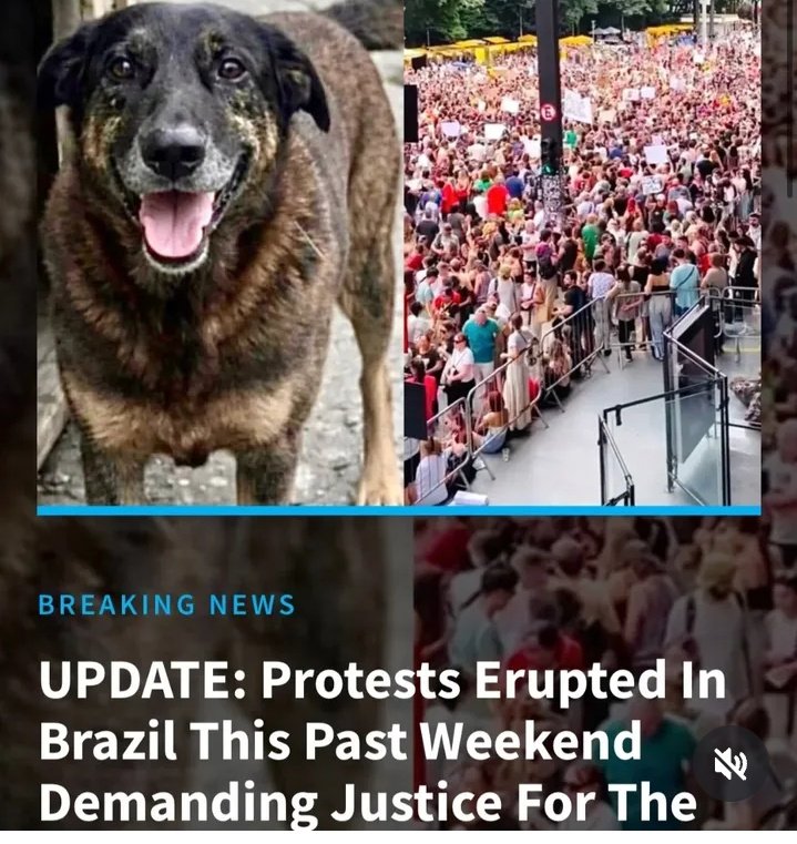lola19803789's tweet photo. JUSTICE FOR DOG ORELHA ⚖️🐕💔 #JUSTICEFORDOGORELHA #justicapororelha https://t.co/sihxC5WaLV
