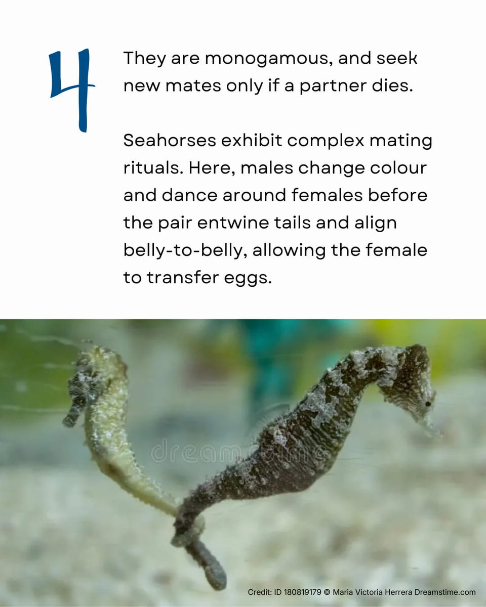 InSeason Fish tweet media