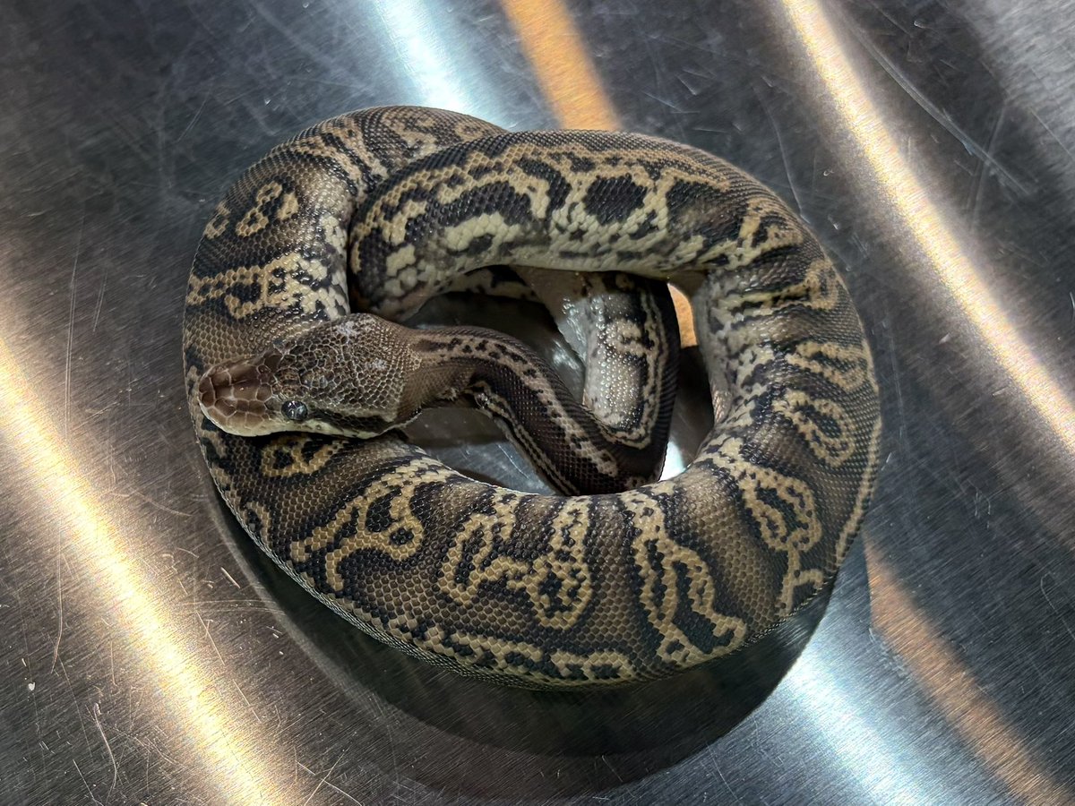 グリーンラベルおすすめ第5弾 Black Pewter Cinder Confusion Het Axan