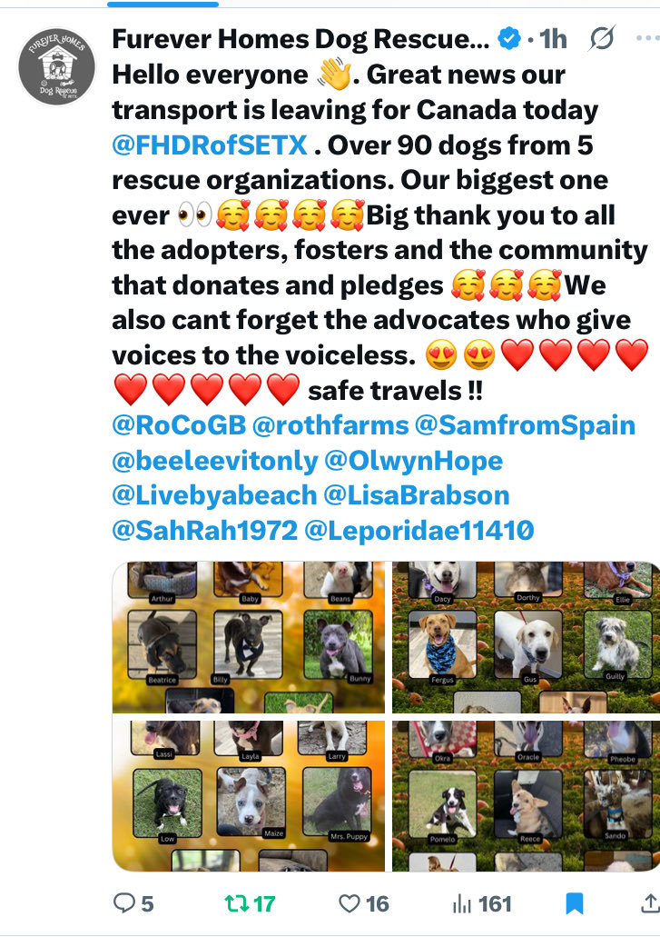 Sofakingcool789's tweet photo. @theonlytoni17 @FHDRofSETX She has a satellite rescue in eastern Canada. There are no kill shelters in 🇨🇦. Praying for these pups. https://t.co/e8pxngcUkZ