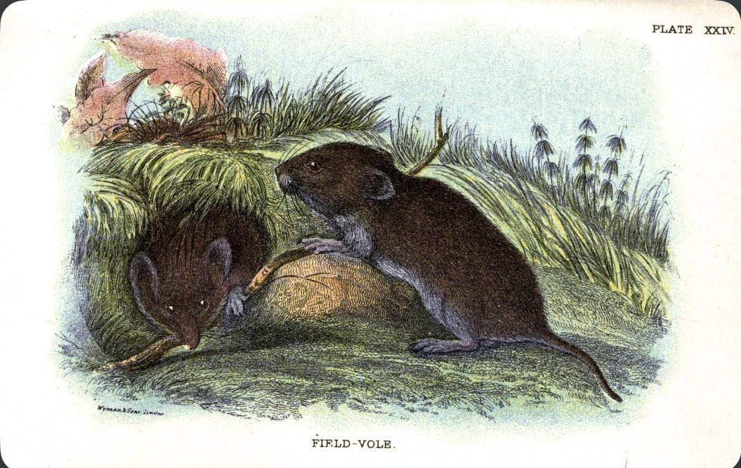 🐛brigid tweet media