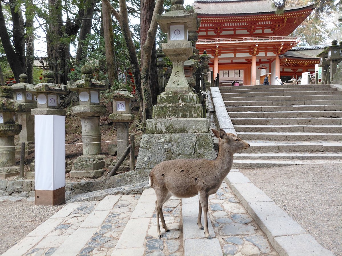 しかちゃん！！！！！！！！！！！