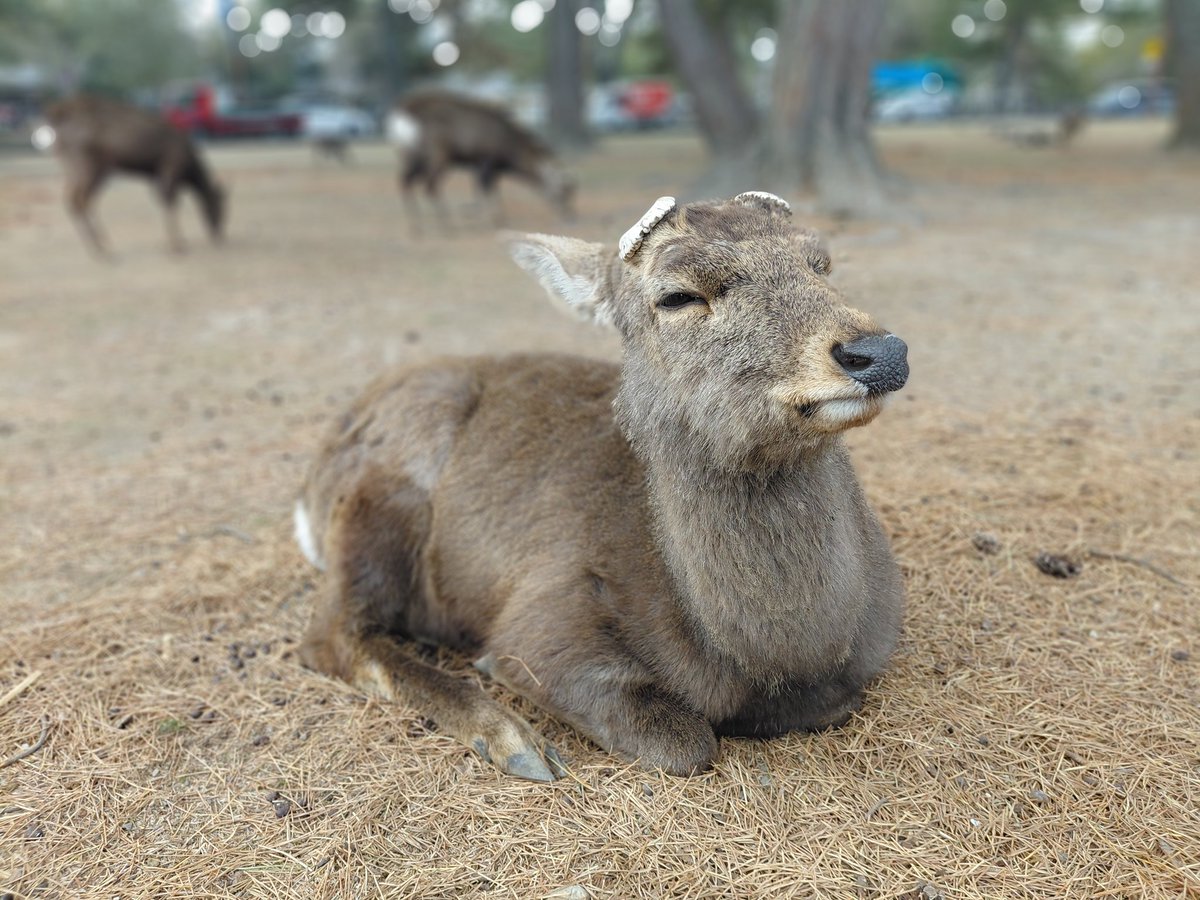しかちゃん！！！！！！！！！！！
