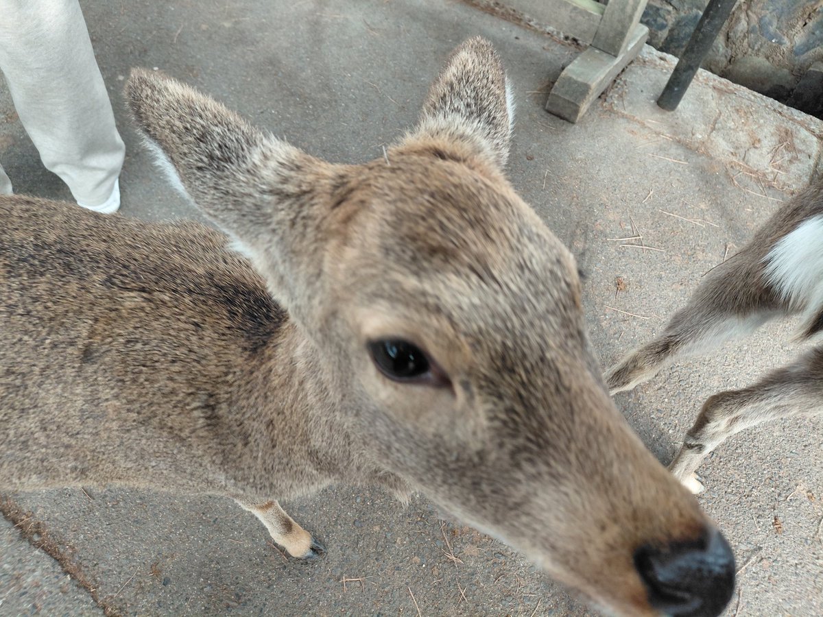 しかちゃん！！！！！！！！！！！