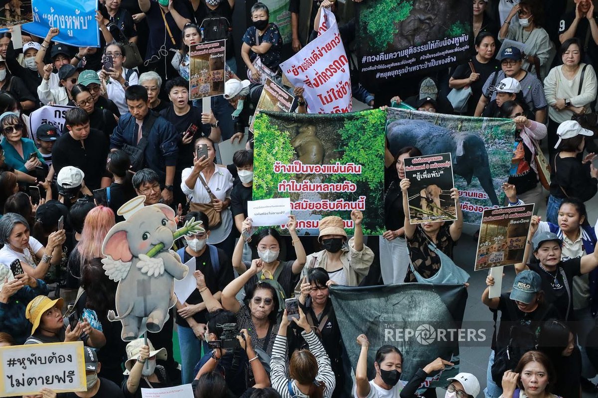 catintown's tweet image. ช้างเด็ก 10 ขวบ (อายุช้างเท่าอายุคน) เขาควรมีชีวิตอยู่ต่อ  ไม่ควรต้องมาตายแบบนี้  วันนี้มีคนรักพับมากมายมาทวงความยุติธรรมให้หนูแล้วนะ  #สีดอหูพับ